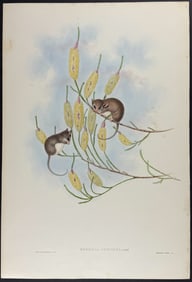 Gould, Australia - Beautiful Dromicia (Dromicia Concinna)