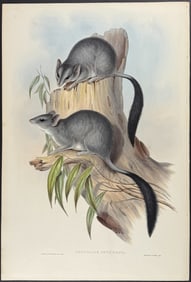Gould, Australia - Brush-tailed Phascogale (Phascogale Penicillata)