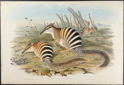 Gould, Australia - Numbat (Myrmecobius Fasciatus)
