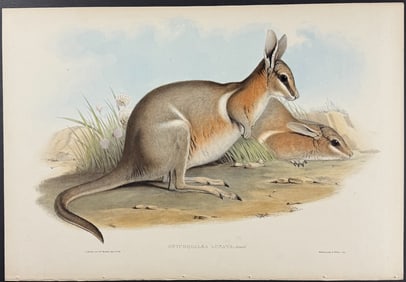 Gould, Australia - Crescent Nail-tail Wallaby (Onychogalea Lunata)