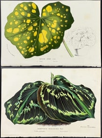 Van Houtte - 6 Large Leaf Plant Prints