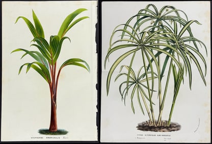 Van Houtte - 5 Palm Tree Prints