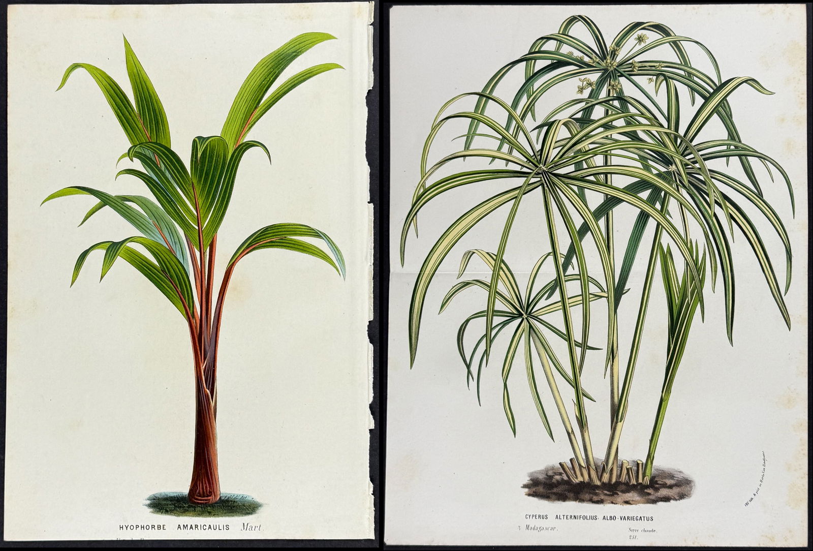 Van Houtte - 5 Palm Tree Prints (1 of 6)