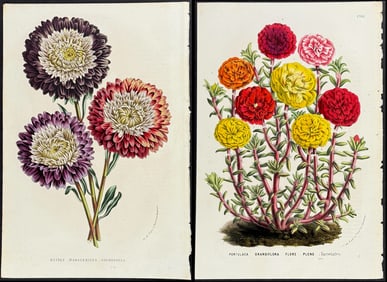 Van Houtte - 7 Botanical Prints
