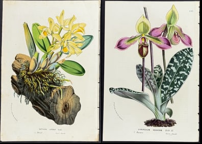 Van Houtte - 4 Orchid Prints
