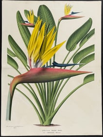 Van Houtte - Bird of Paradise Flower