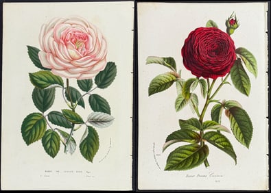 Van Houtte - 4 Rose Prints