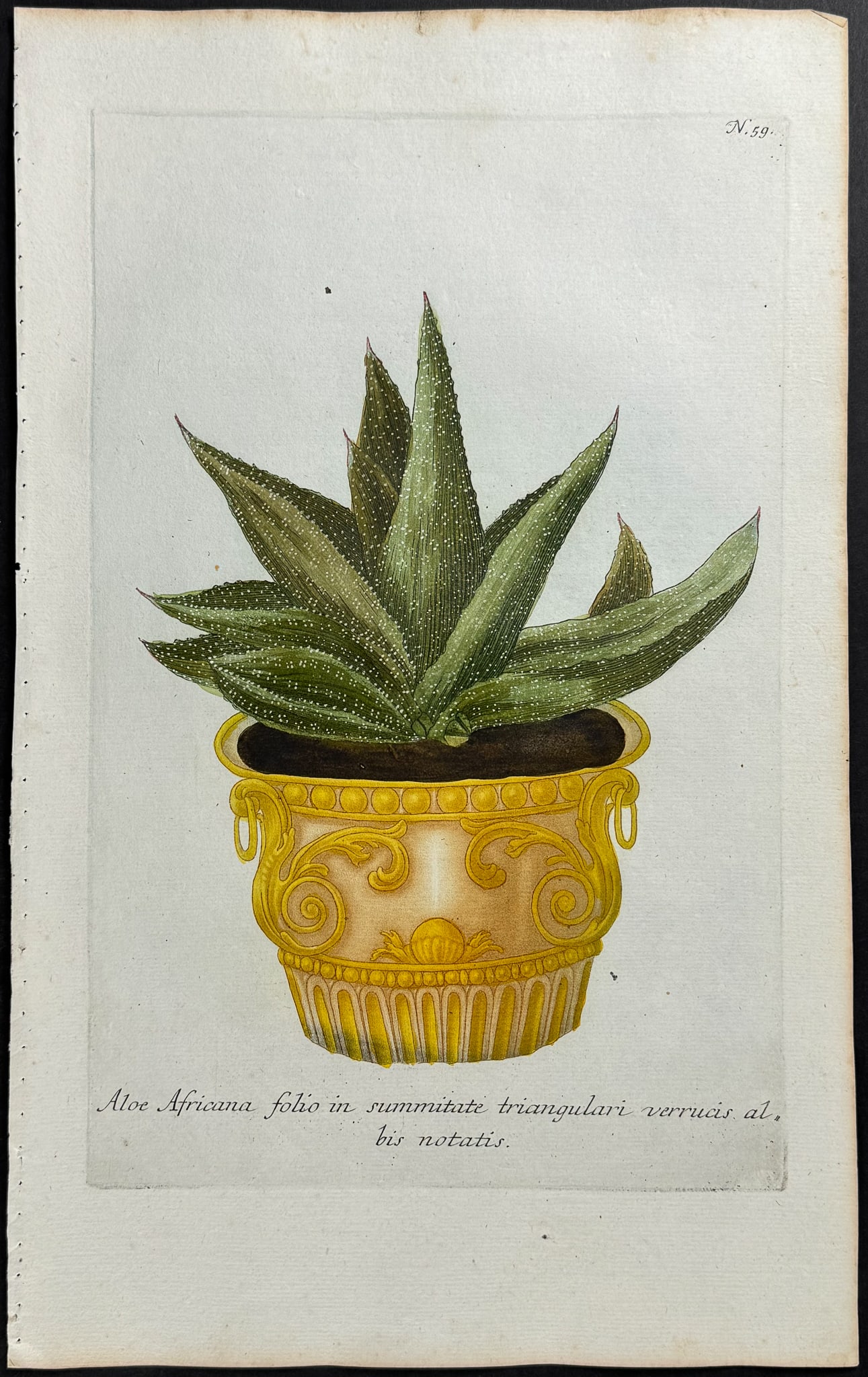 Weinmann - Aloe. 59 (1 of 1)