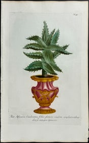 Weinmann - Aloe. 49