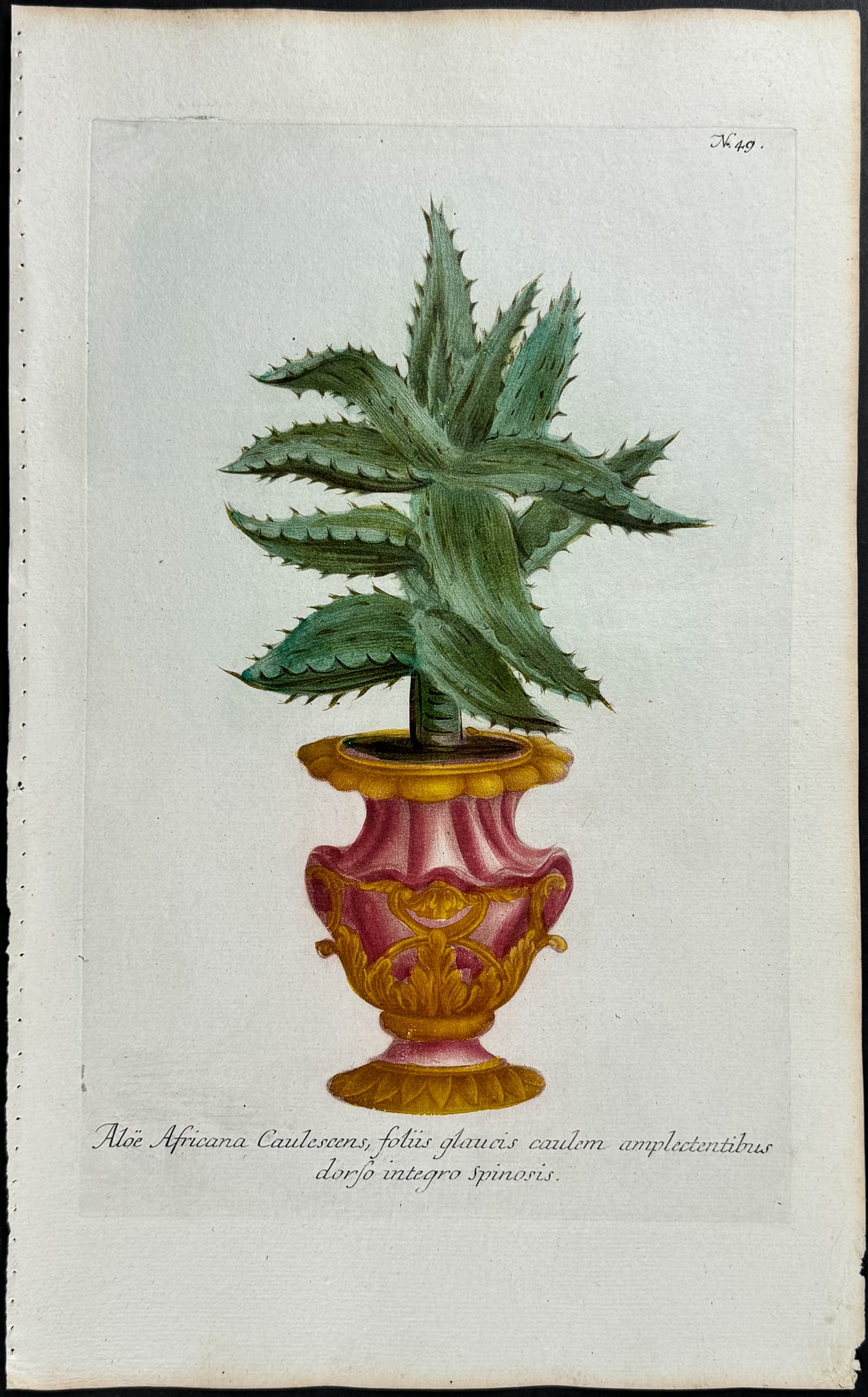 Weinmann - Aloe. 49 (1 of 1)