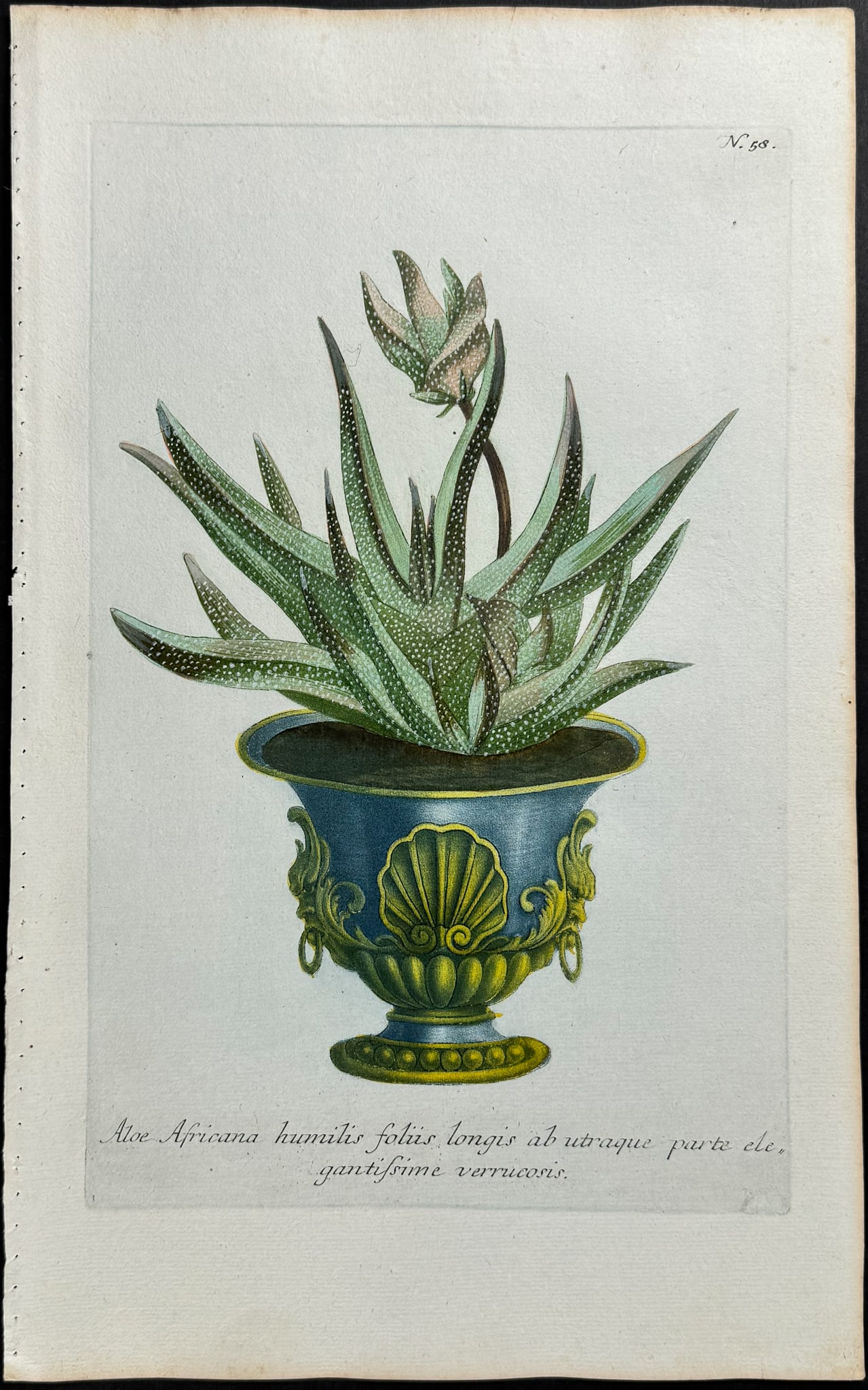 Weinmann - Aloe. 58 (1 of 1)