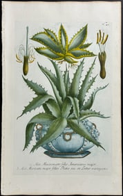Weinmann - Aloe. 42