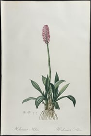 Redoute - Swamp Pink (Helonias Bullata)