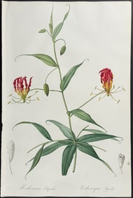 Redoute - Flame Lily (Methonica Superba)