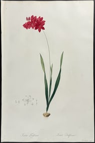 Redoute - Crimson Ixia (Ixia Filiformis)