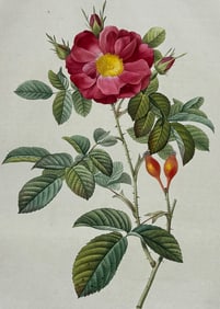 Redoute - Rose - Rosa damascena coccinea
