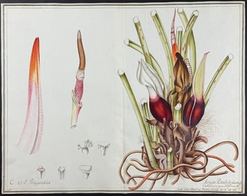 Original Watercolor of Philodendron (Arum Pinatifidum) after Schmid for Jacquin (according to