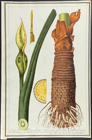 Original Watercolor of Arum Xanthorrhizon after Ledelmaier for Jacquin (according to Linnaeus