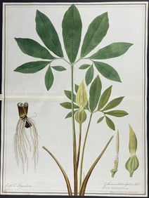 Original Watercolor of Corpse Lily or Titan Arum (Arum helleborifolium) after Herz for Jacquin