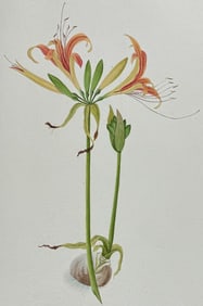 Original Watercolor of Lily