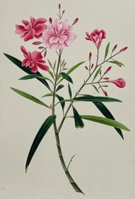 Original Watercolor of Oleander