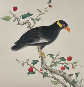 Original Watercolor of Hill Myna
