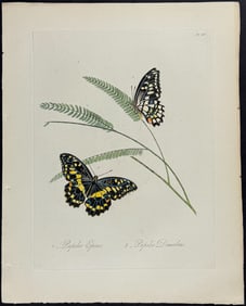Donovan - Butterflies. 28
