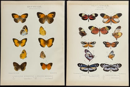 Kirby - 11 Butterfly Lithographs