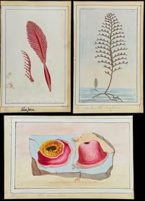 Nodder - 5 Sea Life Watercolors
