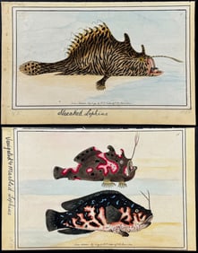 Nodder - Pair of Lophius or Monkfish Watercolors