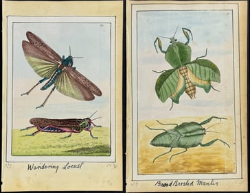 Nodder - 3 Mantis or Locust Watercolors