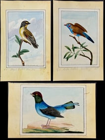 Nodder - 3 Bird Watercolors