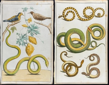 Seba - 4 Snake, Bird, Plant, & Lizard Engravings
