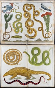 Seba - 4 Snake, Pangolin, Bird, & Plant Engravings
