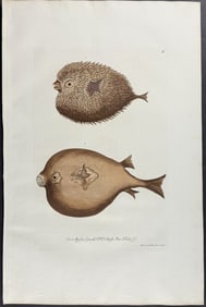 Knorr, Folio - Blowfish