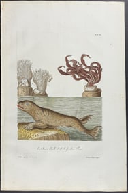 Knorr, Folio - Seal of Sea Lion with Coral or Sea Life. 8