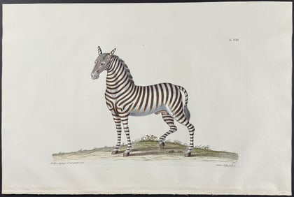 Knorr, Folio - Zebra. 8