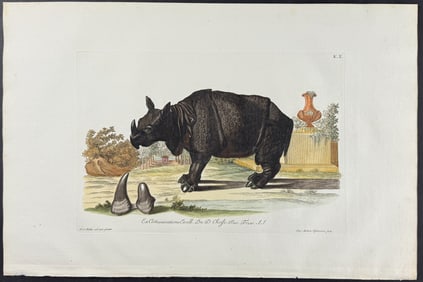 Knorr, Folio - Rhinoceros. 10
