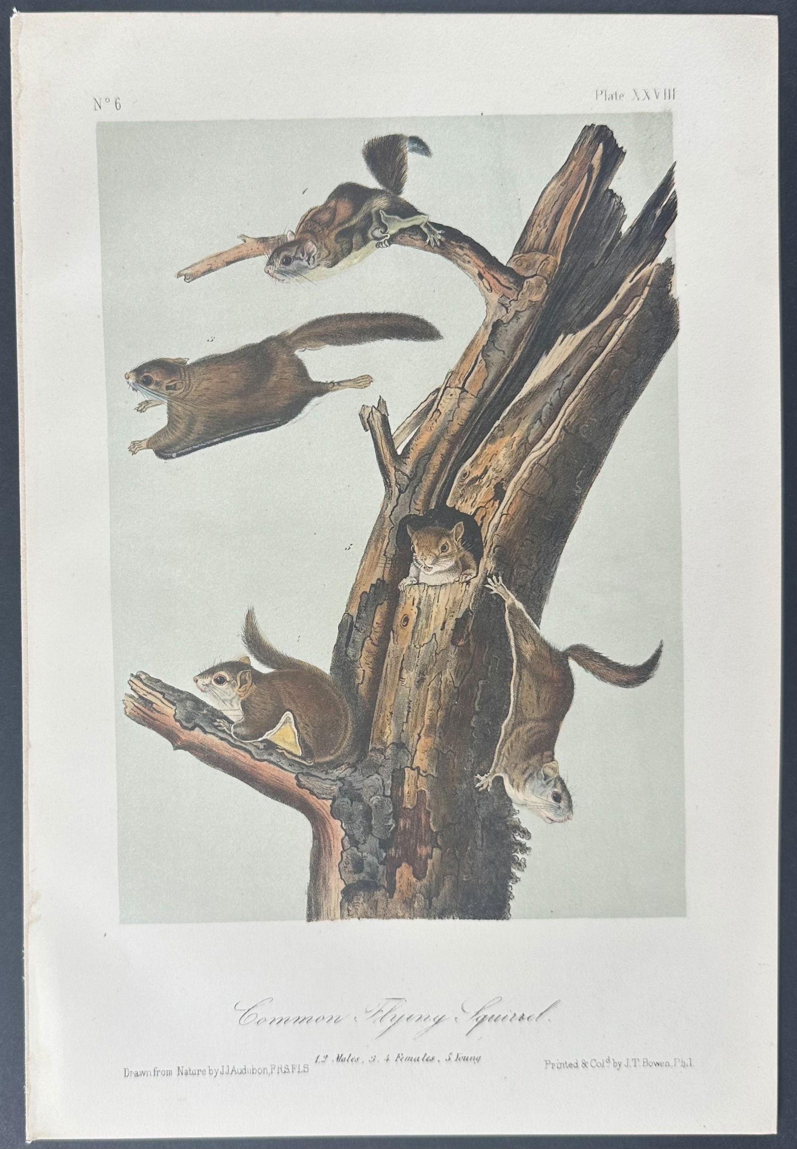 Audubon - Common Flying Squirrel. 28 (1 of 1)