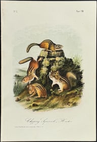 Audubon - Chipping Squirrel Hacker. 8