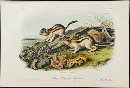Audubon - Say's Marmot Squirrel. 114