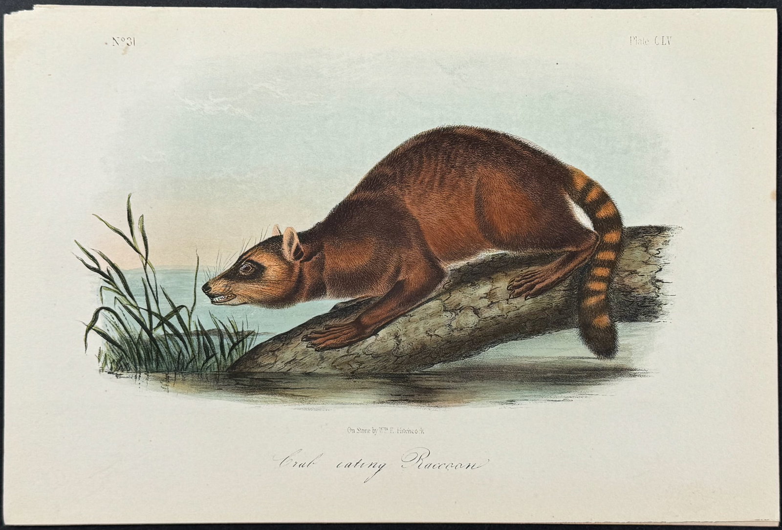 Audubon - Crab-eating Raccoon. 155: This octavo lithograph is from John James Audubon's The Quadrupeds of North America. The work was published in New York between 1849 and 1854. Quadrupeds was Audubon's final great natural history work