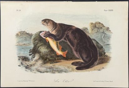 Audubon - Sea Otter. 137