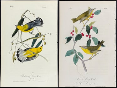 Audubon - 6 Warbler Lithographs