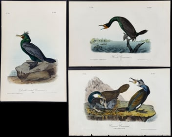 Audubon - 5 Cormorant Lithographs