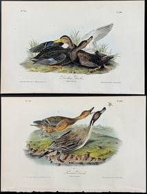 Audubon - Pair of Duck Lithographs