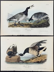 Audubon - 4 Geese Lithographs