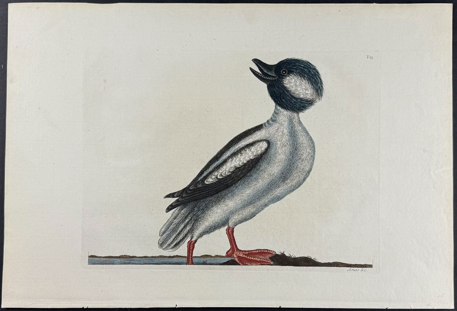 Catesby, Folio - Buffel's Head Duck. 95: We are pleased to offer this stunning originally hand-colored engraving from Mark Catesby?s The Natural History of Carolina, Florida and the Bahama Islands: Containing the Figures of Birds, Beasts, Fi