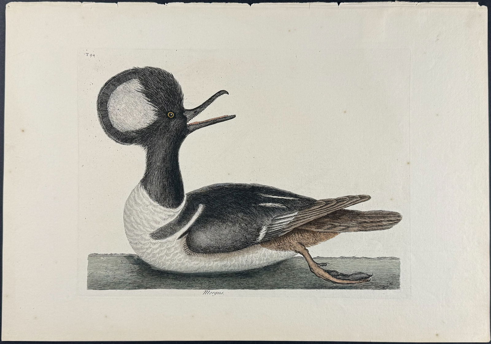Catesby, Folio - Hooded Merganser. 94: We are pleased to offer this stunning originally hand-colored engraving from Mark Catesby?s The Natural History of Carolina, Florida and the Bahama Islands: Containing the Figures of Birds, Beasts, Fi