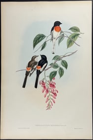 Gould - Cawnpore Pericrocotus